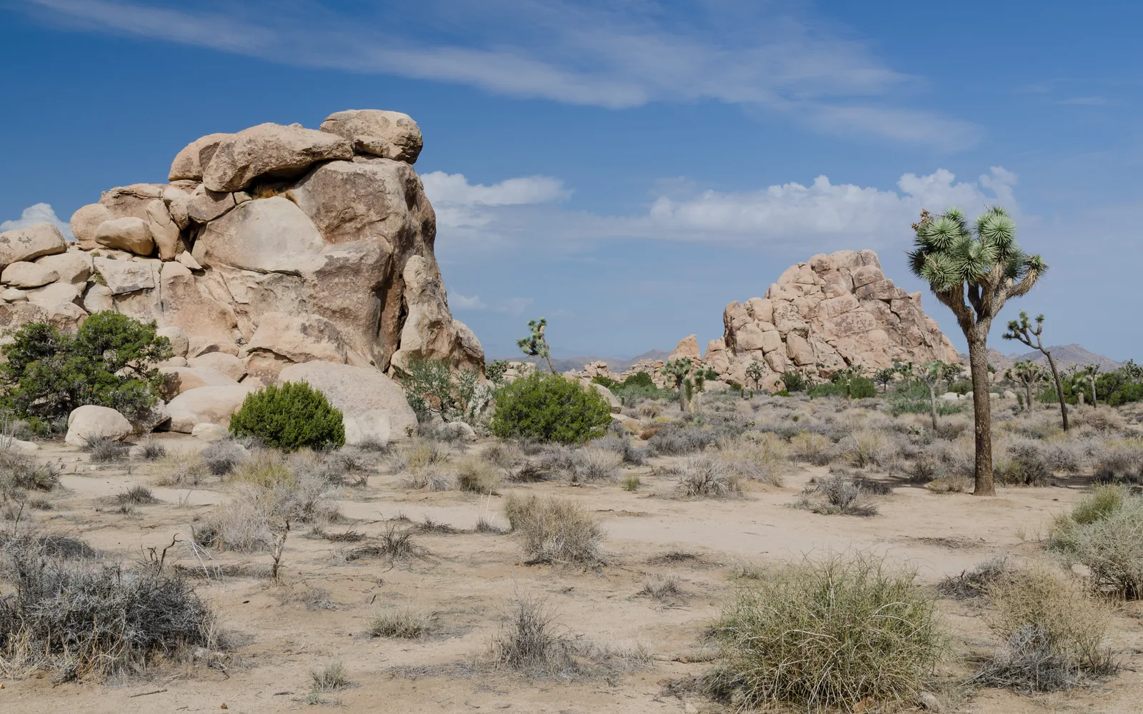 Rocky desert mountains and Joshua trees under clear blue sky in Joshua Tree National Park